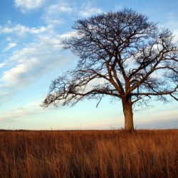The Shubenacadie Tree